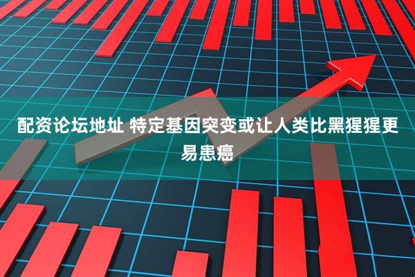 配资论坛地址 特定基因突变或让人类比黑猩猩更易患癌