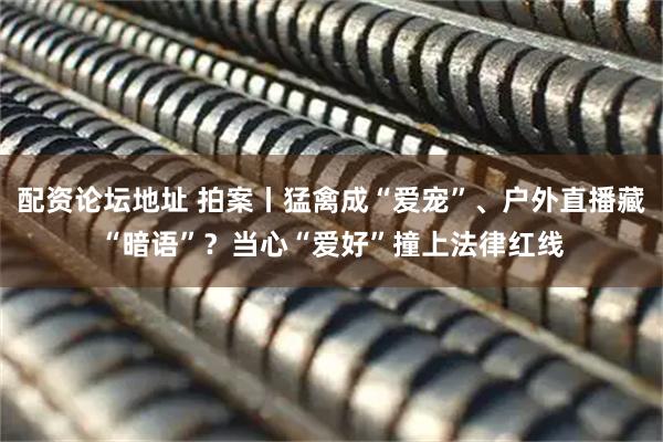 配资论坛地址 拍案丨猛禽成“爱宠”、户外直播藏“暗语”？当心“爱好”撞上法律红线